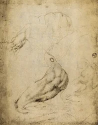 Anatomische Studie: Zeichnung von Michelangelo, aufbewahrt im Raum der Zeichnungen und Drucke, Uffizien, Florenz