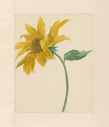 Zweig mit einer Sonnenblume
