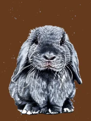 Der Graue Hase auf Verbranntem Orange
