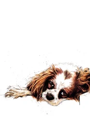 Der Spaniel Meg auf Weiß, 2020