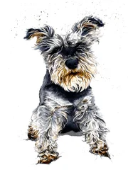 Ollie Der Schnauzer auf Weiß