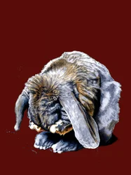 Kaninchenpfoten auf Rotem Oxid