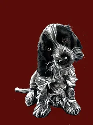 Der Cockerspaniel Rosie auf Oxidrot, 2020