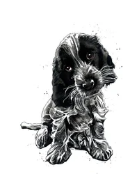 Der Cockerspaniel Rosie auf Weiß, 2019