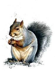 Das Graue Eichhörnchen auf Weiß