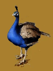 Der Pfau auf Goldgelb, 2020