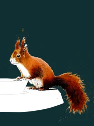 Das Rote Eichhörnchen auf Tiefem Cyan