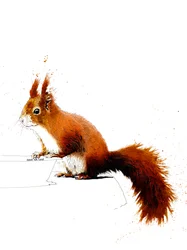 Das Rote Eichhörnchen auf Weiß