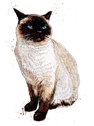 Die Siamkatze auf Weiß, 2020