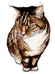 Die Tigerkatze auf Weiß, 2020