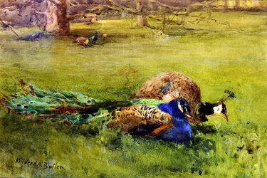 Pfauen
