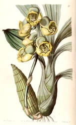 Catasetum planiceps