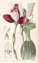 Lycaste macrophylla (als syn. Lycaste plana)