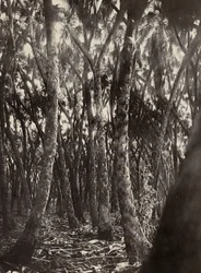 Ein Hain von Dum-Palmen, 09/05/1936