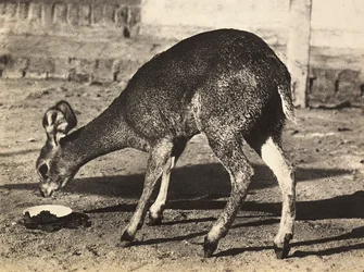 Ein Antilope, 09/05/1936