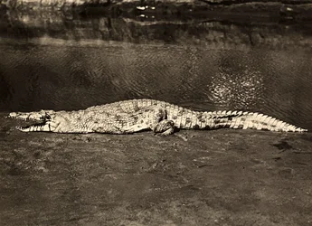 Krokodil, 09/05/1936