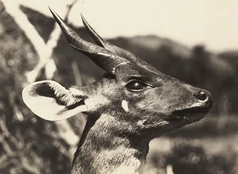 „Ein Imperium aufbauen“ im faschistischen Zeitalter: Kopf einer Antilope, 09/05/1936