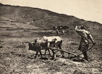 Pflügen auf dem Altopiano, 09/05/1936