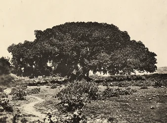 „Ein Imperium aufbauen“ im faschistischen Zeitalter: der „Sicomoro“, Gerichtshof italienischer Gefangener 1896 in Adua, 09/05/1936