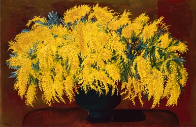 Mimosen