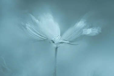 Träumerische blaue Blume