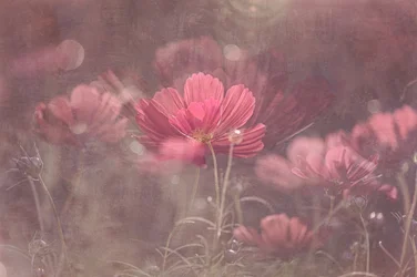 Träumende rosa Kosmosblumen