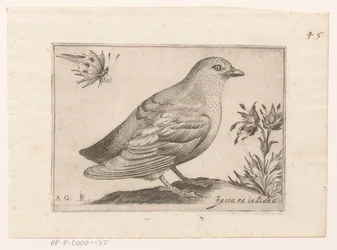 Vogel