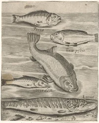 Studienblatt mit fünf Fischen (Piscium vivae icones)