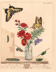 Schwalbenschwanz, Papilio machaon. Handkolorierte Lithographie nach einer Illustration