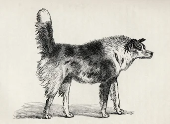 Halbblut-Schäferhund mit feindlichen Absichten, aus Charles Darwins 