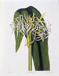 Crinum Declinatum, Tafel 43 aus 