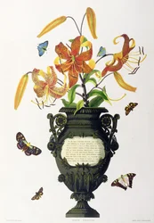 Lilium tigrinum (Tigerlilie), aus 