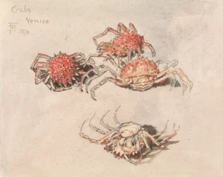 Studien von Spinnenkrabben, Venedig