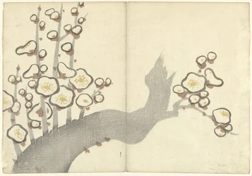 Pflaumenblüte (Prentenalbum von Korin, Korin gafu)