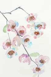 Zarte rosa Blüten