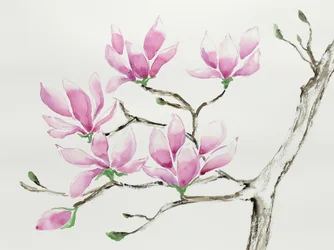 Zarte rosa Magnolien