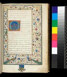Hs. 336. Sallust, Catilina und Jugurtha, Bl. 1r. Vollständig illuminierte Bordüre mit Pfauen, Kaninchen, grünen Halsbandsittichen und einer Taube