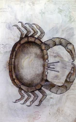 Sloane 3983 f.14v, Ein Krebs, Sternzeichen Krebs