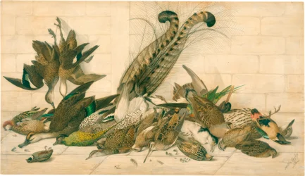 ohne Titel (Australische Wildvögel)