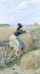 Weizengras in Tombolo