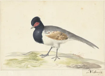 Vogel mit grauen Schwanzfedern, schwarzem Kopf und rotem Fleck, nach links