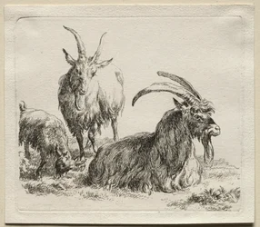 Animalia: Drei Ziegen