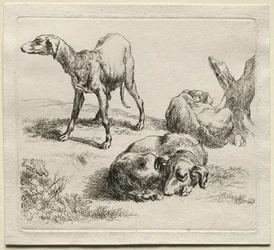 Animalia: Drei Jagdhunde