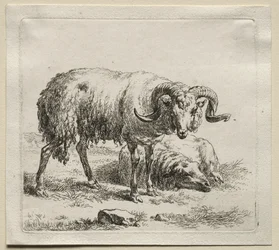 Widder und Schaf