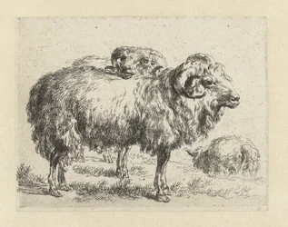 Zwei Widder und ein Schaf