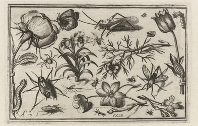 Blumen und Insekten
