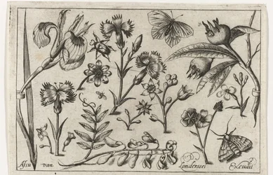 Blumen und Schmetterlinge