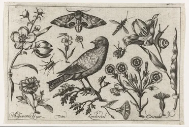 Blumen, Insekten, Wiener Nachtpfauenauge und eine Krähe. Vögel, Blumen, Insekten usw. (Serientitel)