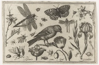 Blumen, Libelle und Vogel