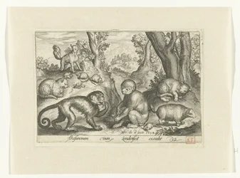 Affen, Katzen und Mäuse